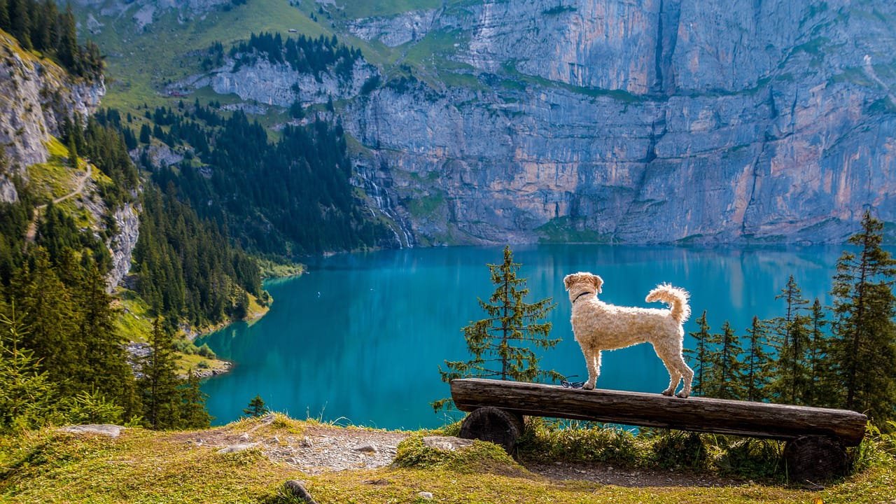 Guide to Traveling with a Dog Internationally